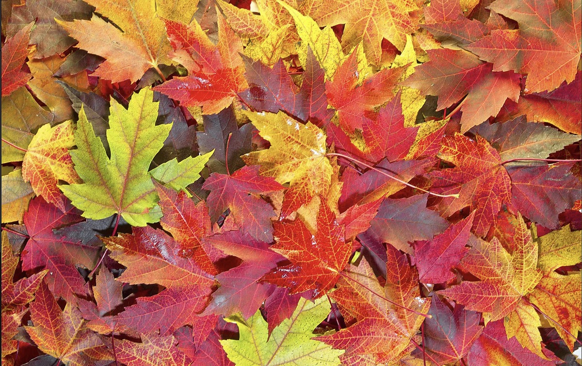 Canucks - fall-modified_new